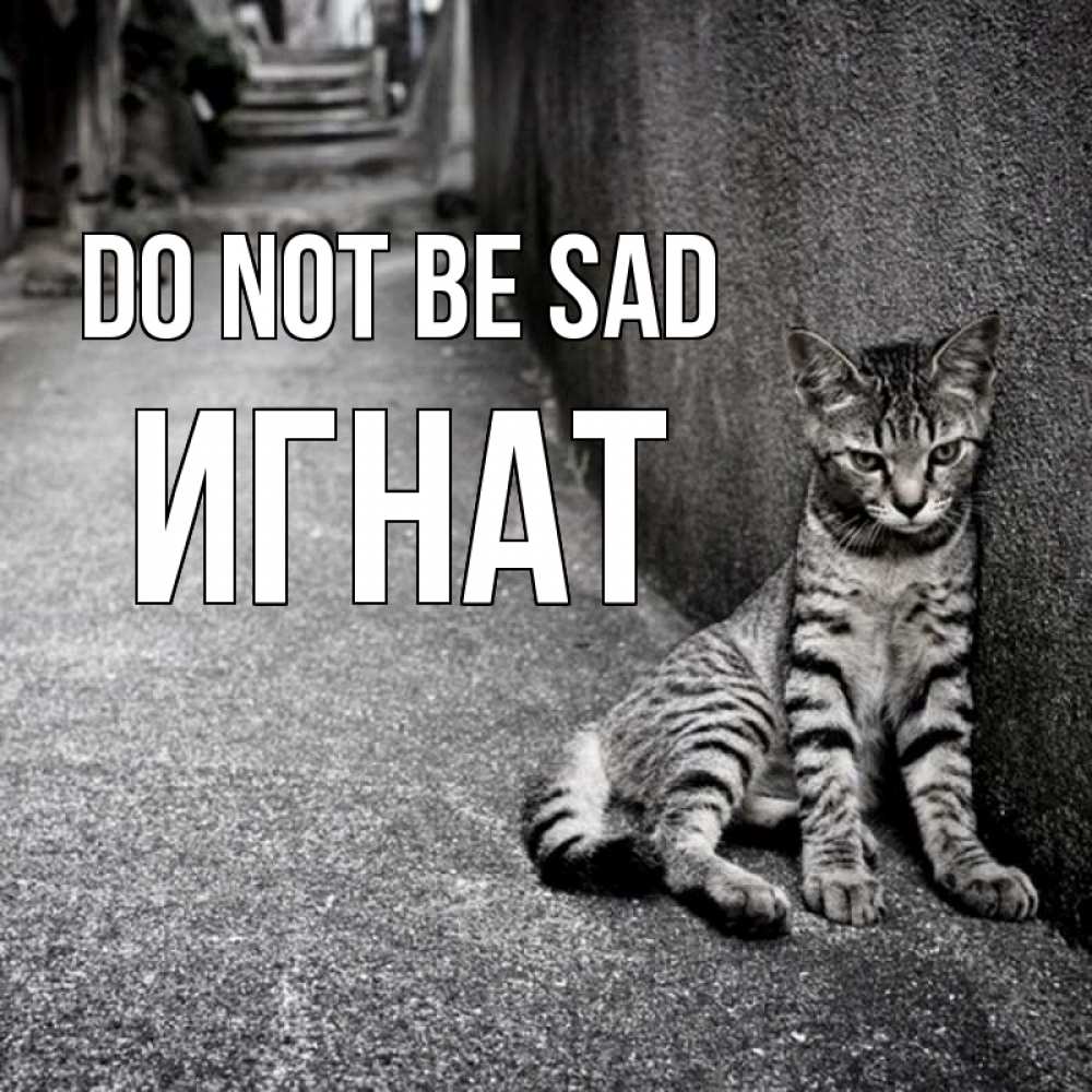 Greetings card с именем, Игнат Do not be sad скучающий котик Greetings with text for free download 
