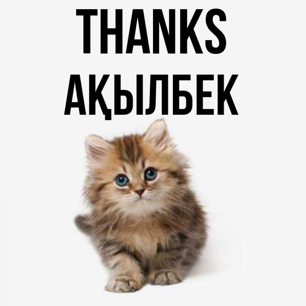 Greetings card с именем, Ақылбек Thanks пушистый котик Greetings with text for free download 