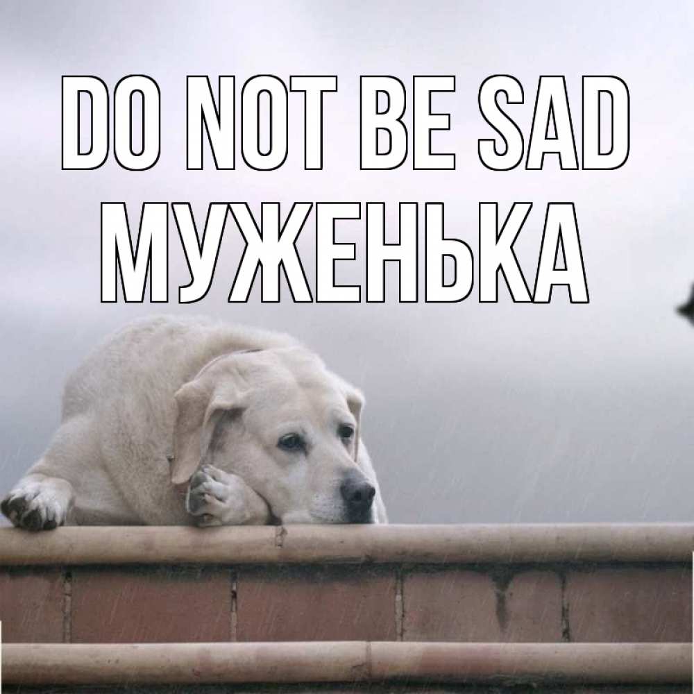 Greetings card с именем, Муженька Do not be sad белый пес 1 Greetings with text for free download 