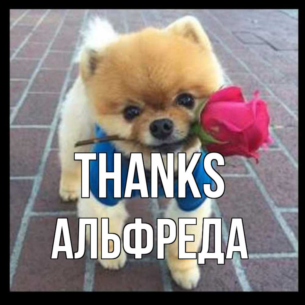 Greetings card с именем, Альфреда Thanks спасибо и дарю тебе цветок Greetings with text for free download 