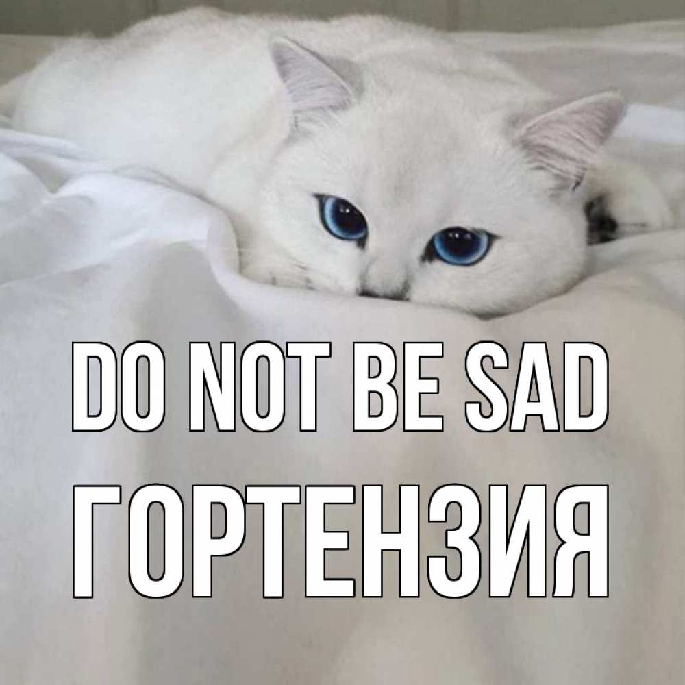 Greetings card с именем, Гортензия Do not be sad белый кот с голубыми глазами на белоснежной кровати Greetings with text for free download 