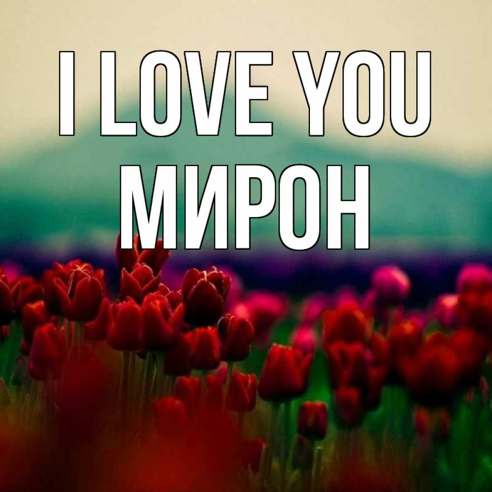 Greetings card с именем, МИРОН I love you тюльпаны 4 Greetings with text for free download 