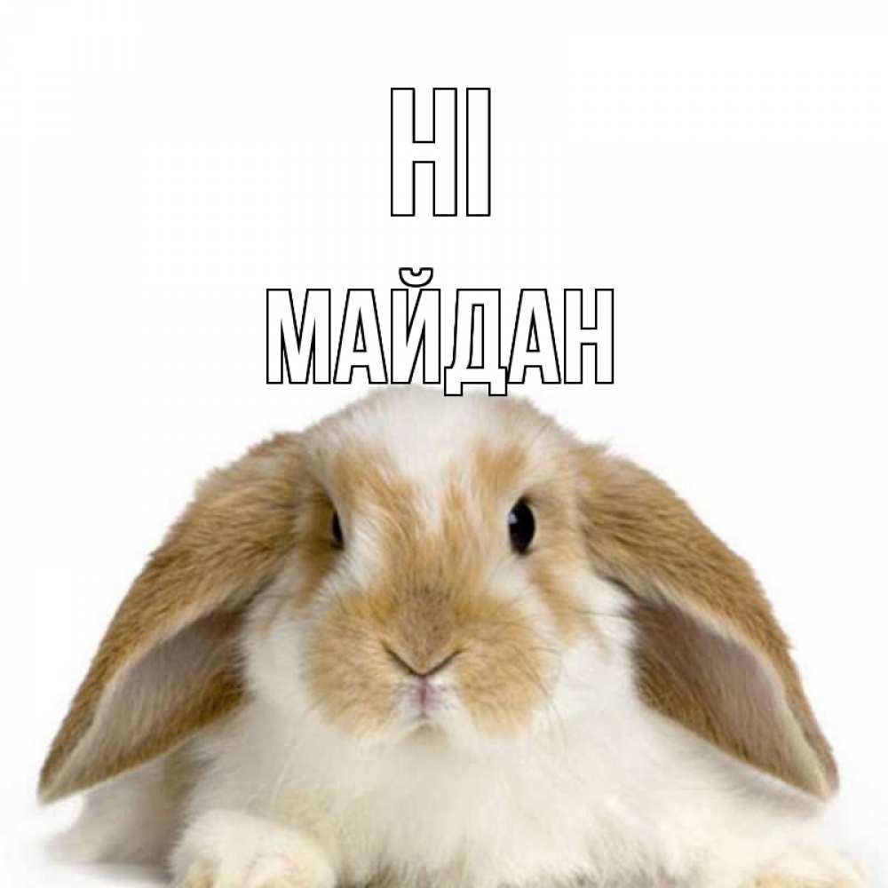 Greetings card с именем, МАЙДАН Hi с животными Greetings with text for free download 