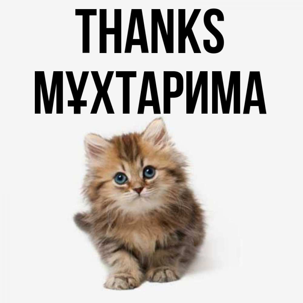 Greetings card с именем, МҰХТАРИМА Thanks пушистый котик Greetings with text for free download 
