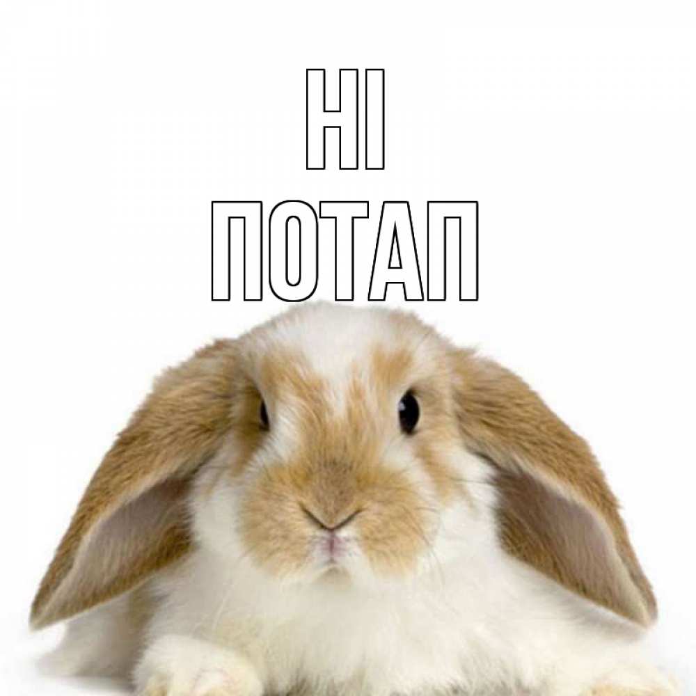 Greetings card с именем, Потап Hi с животными Greetings with text for free download 