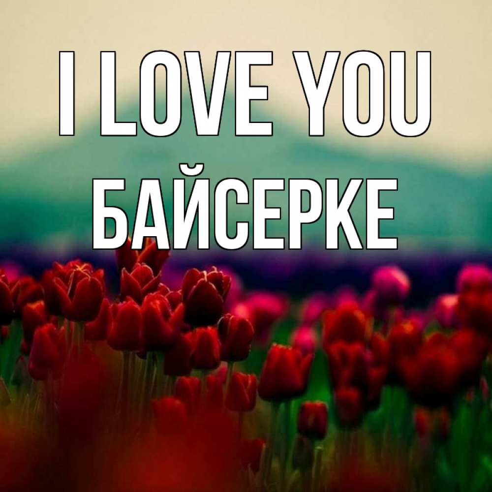 Greetings card с именем, Байсерке I love you тюльпаны 4 Greetings with text for free download 
