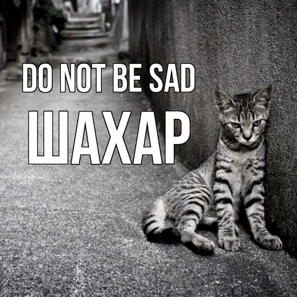 Greetings card с именем, ШАХАР Do not be sad скучающий котик Greetings with text for free download 