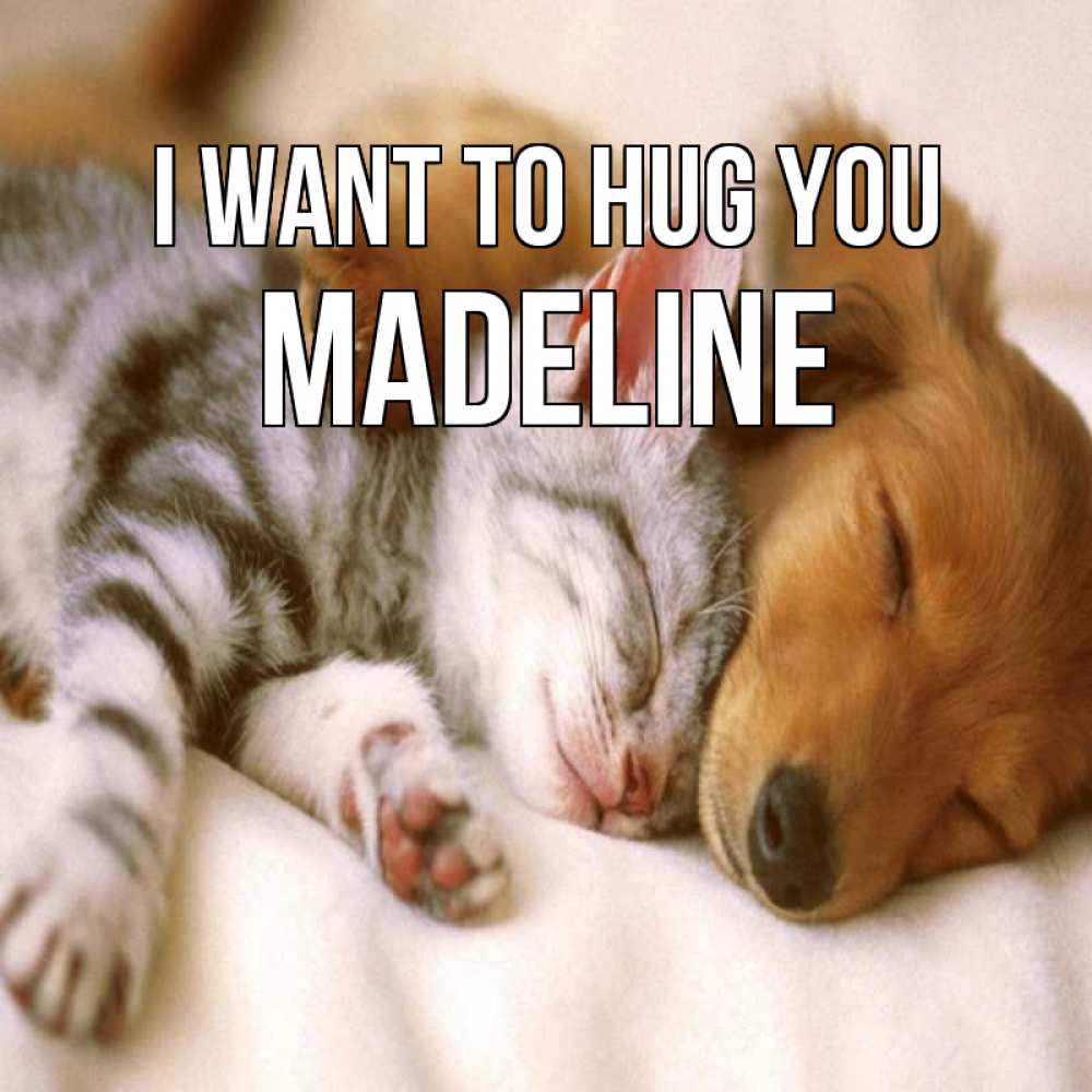 Greetings card с именем, Madeline I want to hug you пес и котенок Greetings with text for free download 