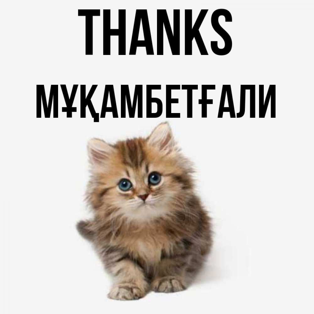 Greetings card с именем, Мұқамбетғали Thanks пушистый котик Greetings with text for free download 