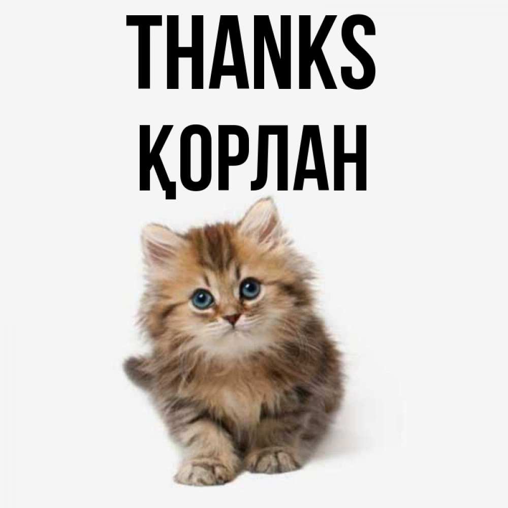 Greetings card с именем, ҚОРЛАН Thanks пушистый котик Greetings with text for free download 