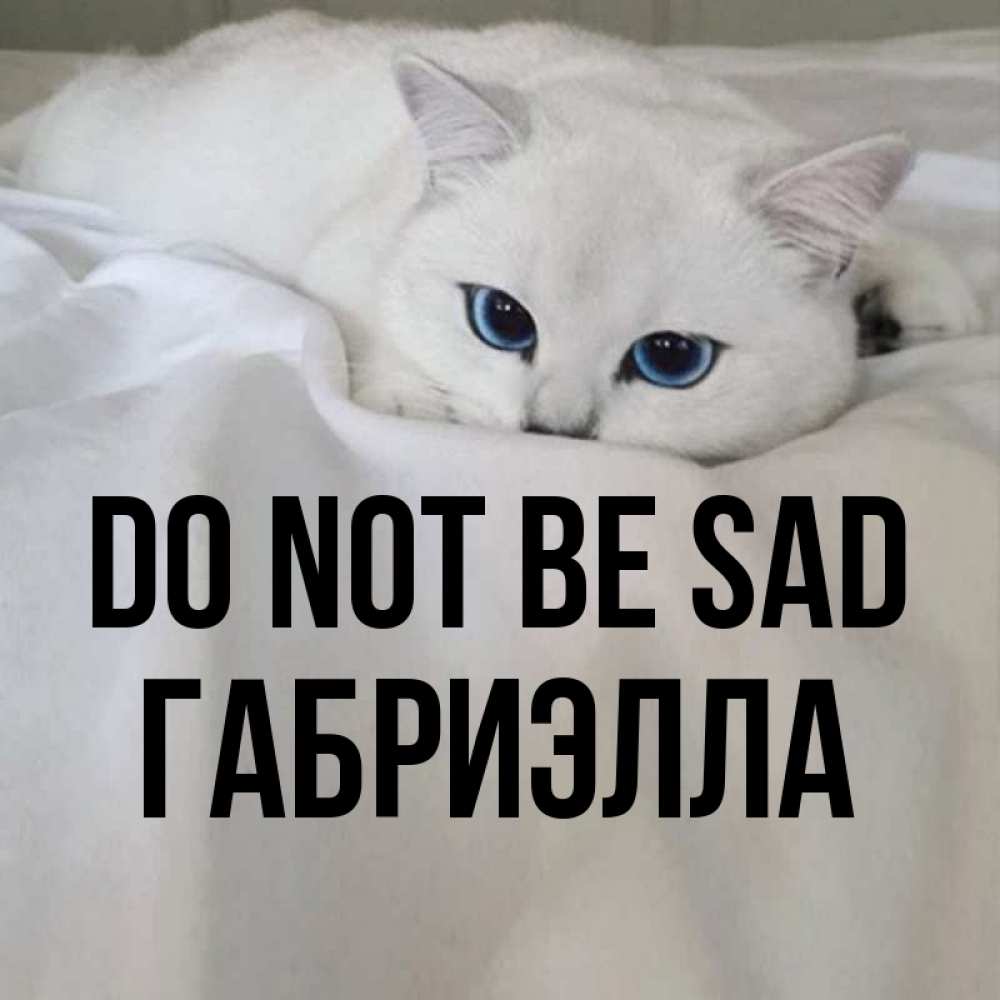 Greetings card с именем, Габриэлла Do not be sad Голубоглазая кошка Greetings with text for free download 