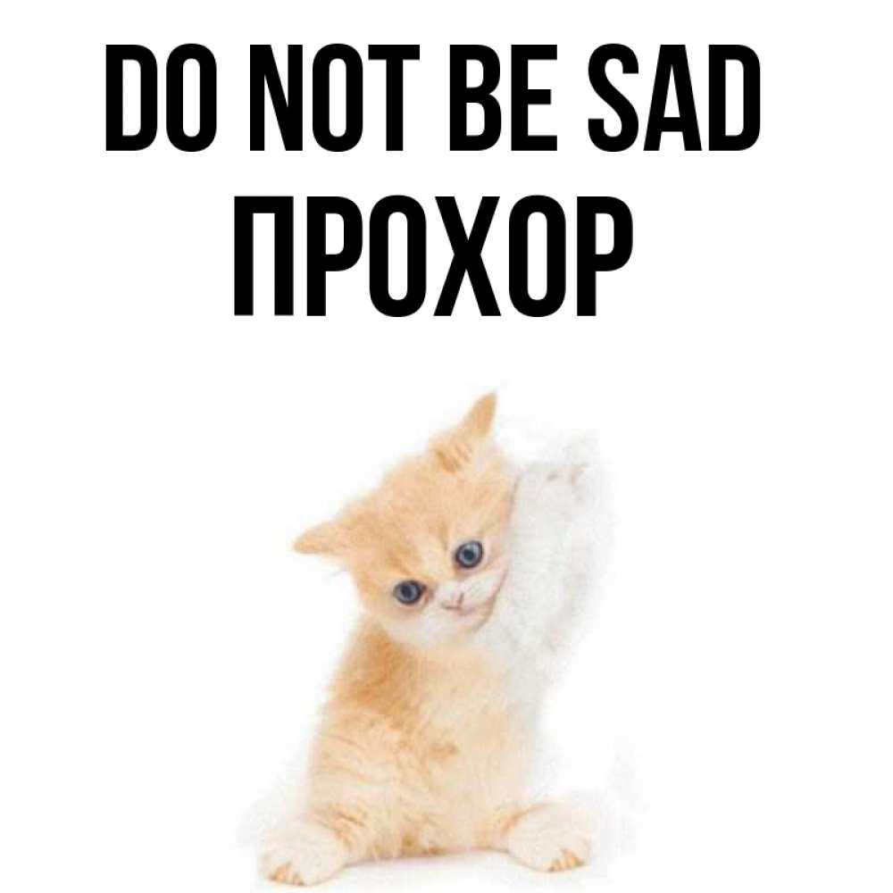Greetings card с именем, Прохор Do not be sad просящий кот Greetings with text for free download 