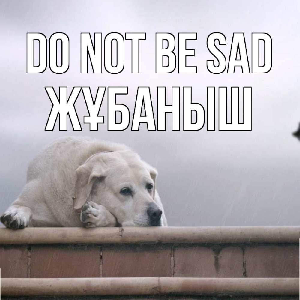 Greetings card с именем, Жұбаныш Do not be sad белый пес 1 Greetings with text for free download 