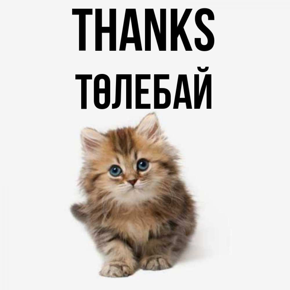 Greetings card с именем, ТӨЛЕБАЙ Thanks пушистый котик Greetings with text for free download 