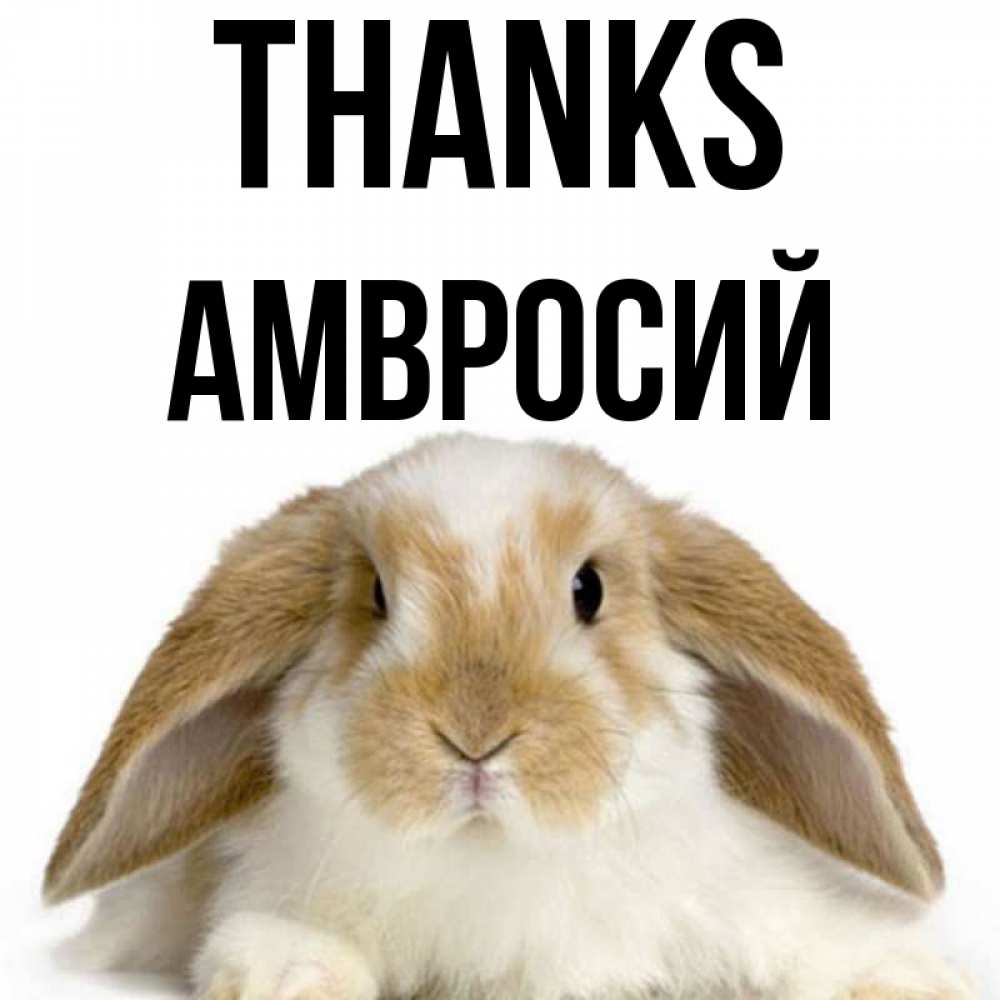 Greetings card с именем, Амвросий Thanks коричнево белый заяц Greetings with text for free download 
