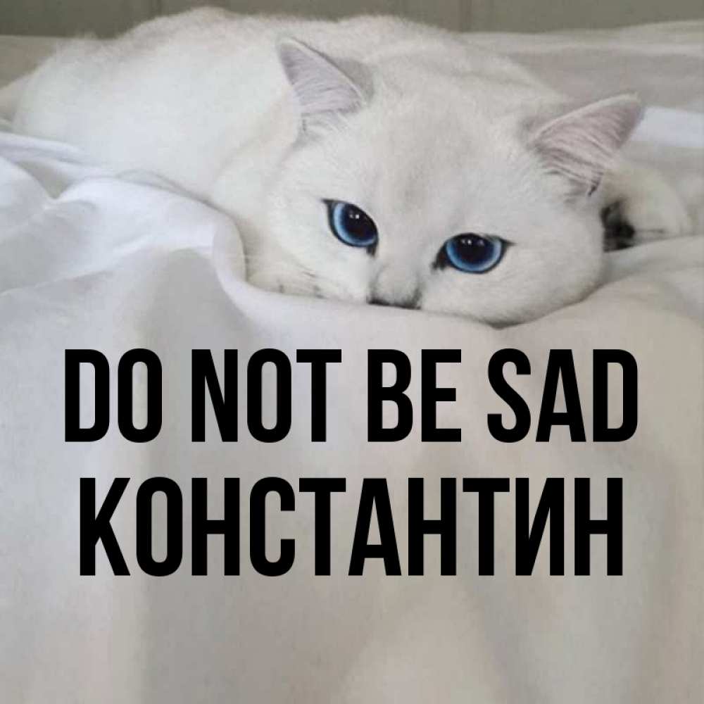 Greetings card с именем, Константин Do not be sad Голубоглазая кошка Greetings with text for free download 