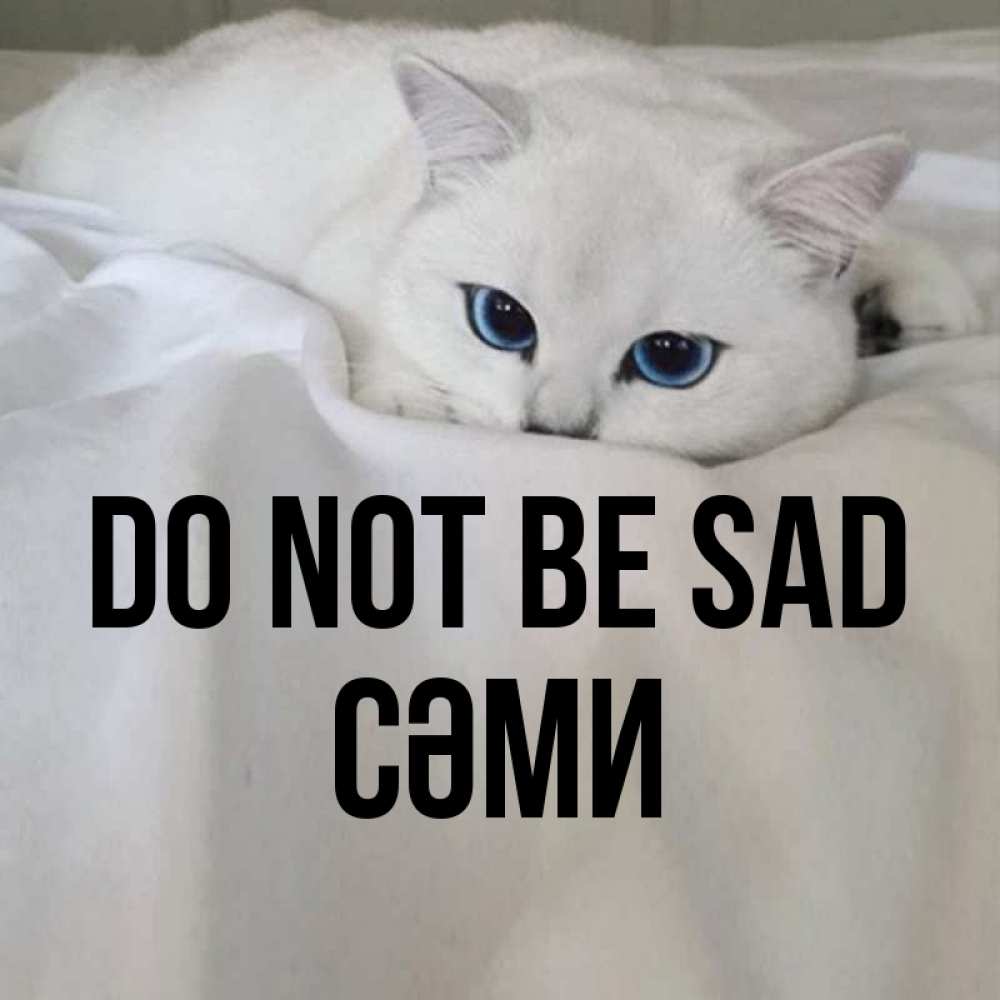 Greetings card с именем, СӘМИ Do not be sad Голубоглазая кошка Greetings with text for free download 