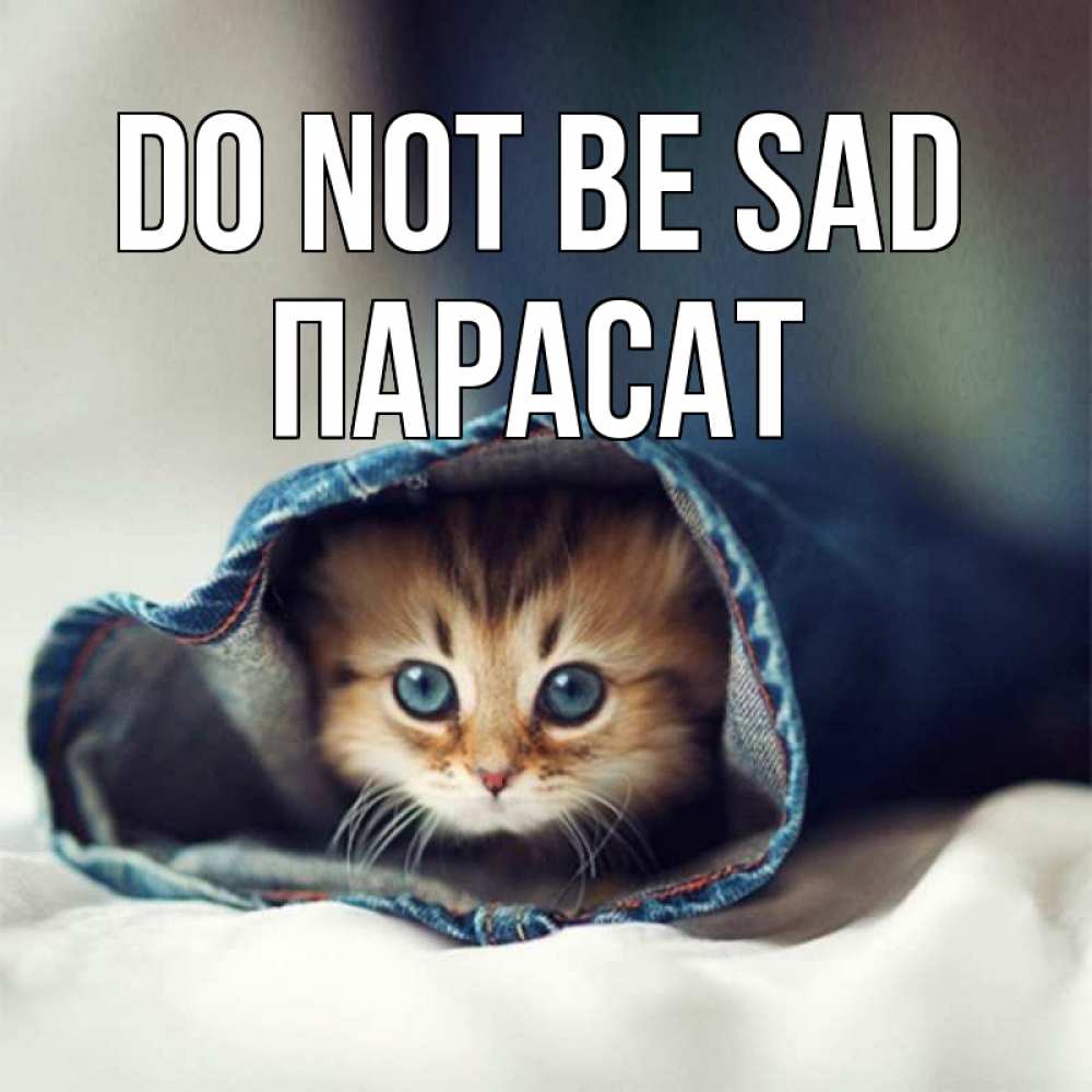 Greetings card с именем, ПАРАСАТ Do not be sad кот в одежде Greetings with text for free download 