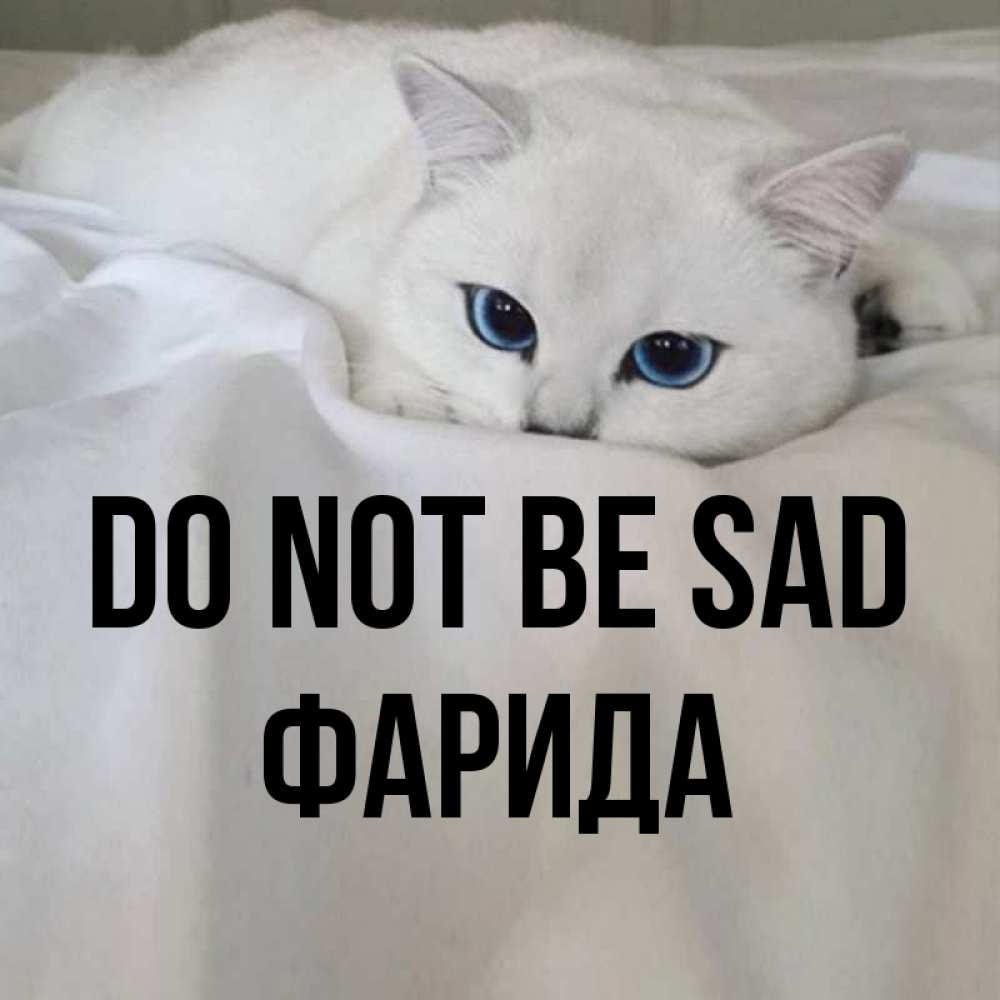 Greetings card с именем, ФАРИДА Do not be sad Голубоглазая кошка Greetings with text for free download 