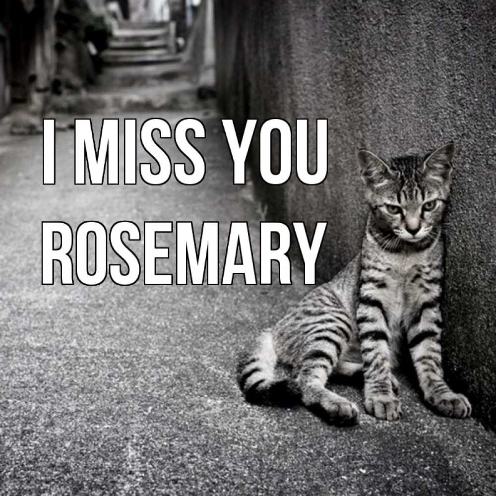 Greetings card с именем, Rosemary I miss you одиноко котику Greetings with text for free download 