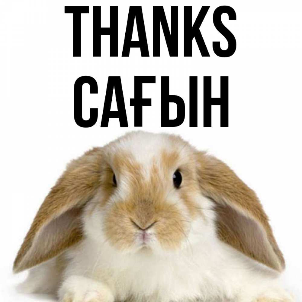 Greetings card с именем, САҒЫН Thanks коричнево белый заяц Greetings with text for free download 
