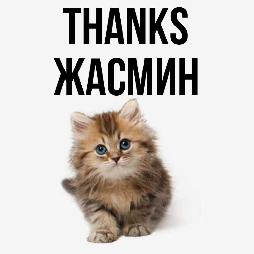 Greetings card с именем, Жасмин Thanks пушистый котик Greetings with text for free download 