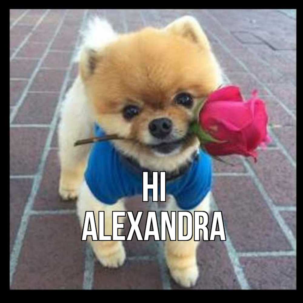 Greetings card с именем, Alexandra Hi роза в зубах у собаки Greetings with text for free download 