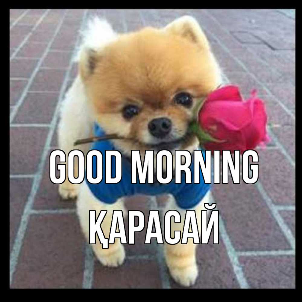 Greetings card с именем, Қарасай Good morning роза в зубах Greetings with text for free download 