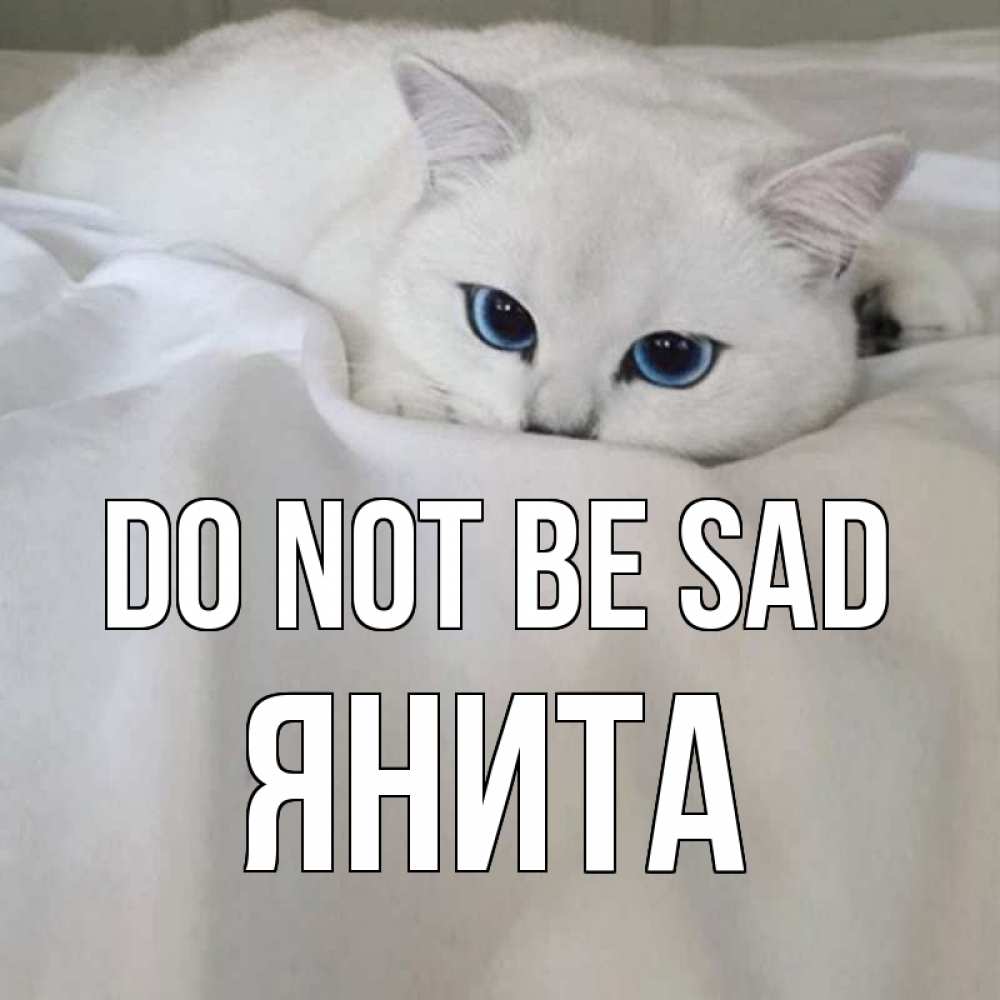 Greetings card с именем, Янита Do not be sad белый кот с голубыми глазами на белоснежной кровати Greetings with text for free download 