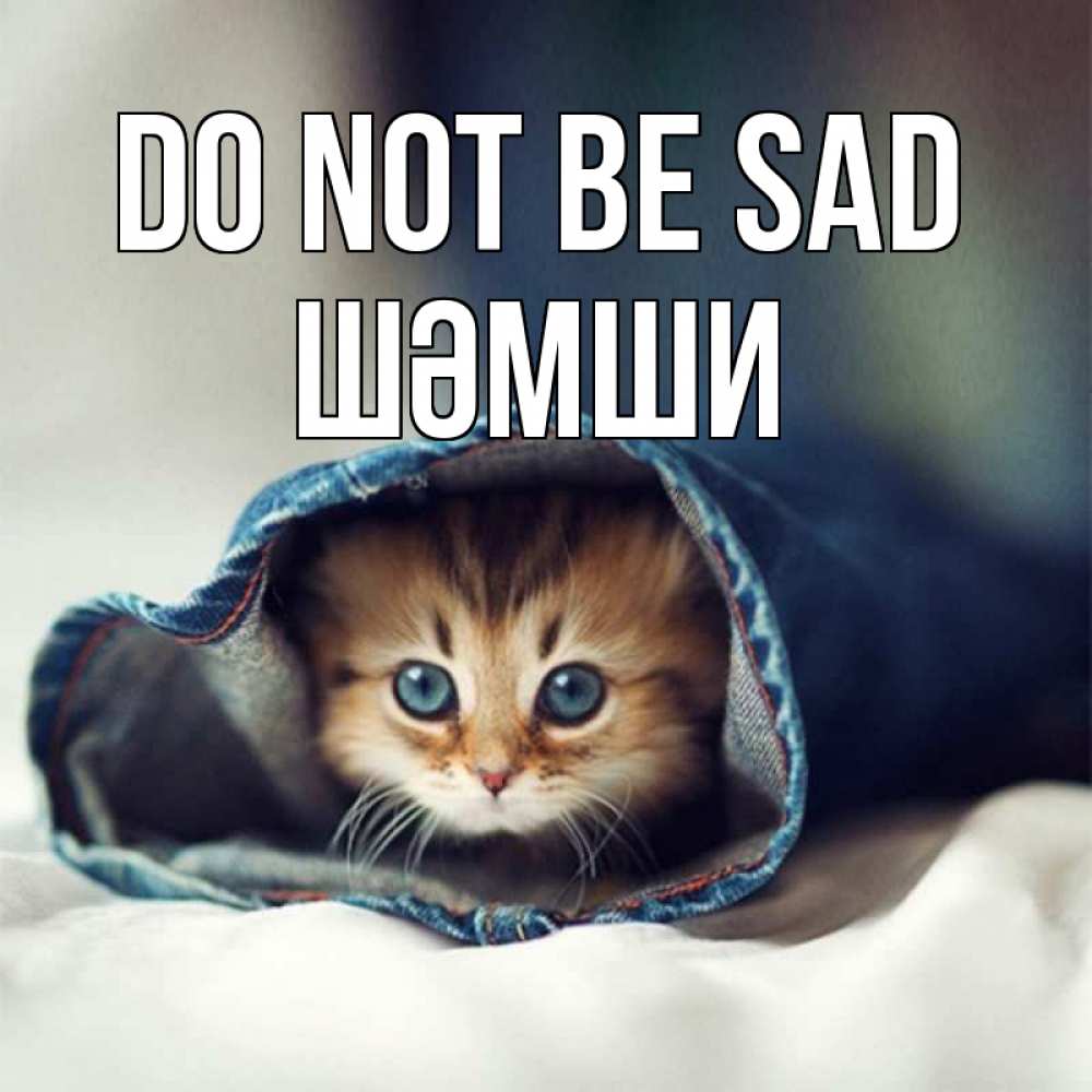 Greetings card с именем, ШӘМШИ Do not be sad кот в одежде Greetings with text for free download 