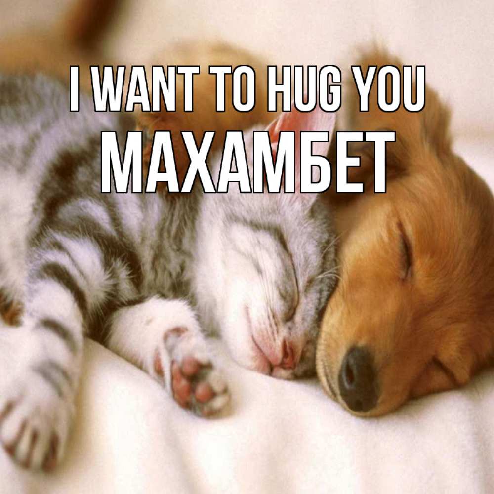 Greetings card с именем, МАХАМБЕТ I want to hug you пес и котенок Greetings with text for free download 