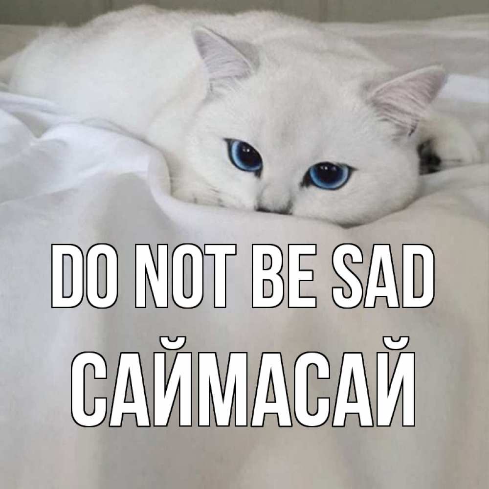 Greetings card с именем, САЙМАСАЙ Do not be sad белый кот с голубыми глазами на белоснежной кровати Greetings with text for free download 