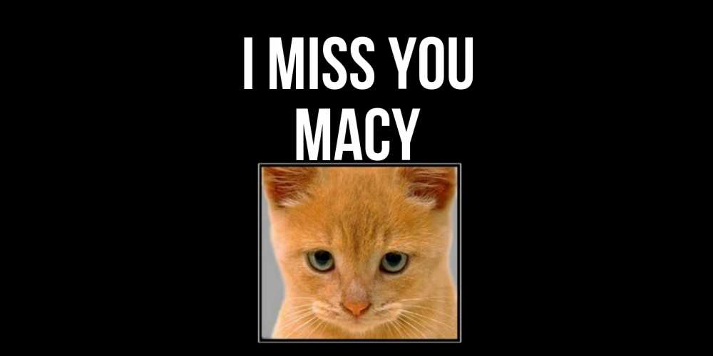 Greetings card с именем, Macy I miss you открытки рыжий котенок скучает по тебе Greetings with text for free download 