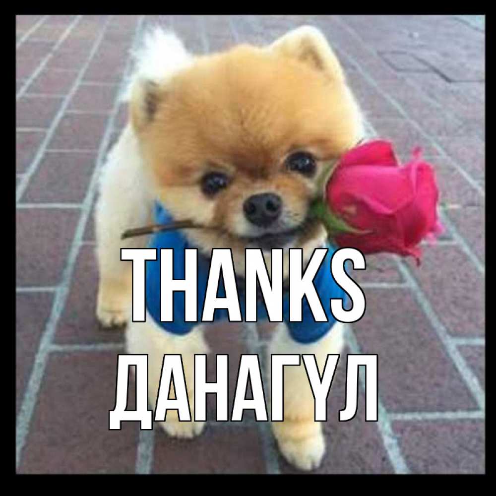 Greetings card с именем, ДАНАГҮЛ Thanks спасибо и дарю тебе цветок Greetings with text for free download 