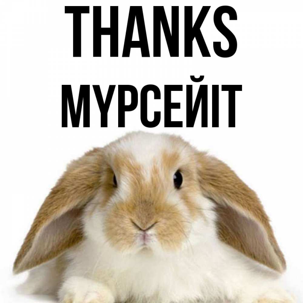 Greetings card с именем, МҮРСЕЙІТ Thanks коричнево белый заяц Greetings with text for free download 