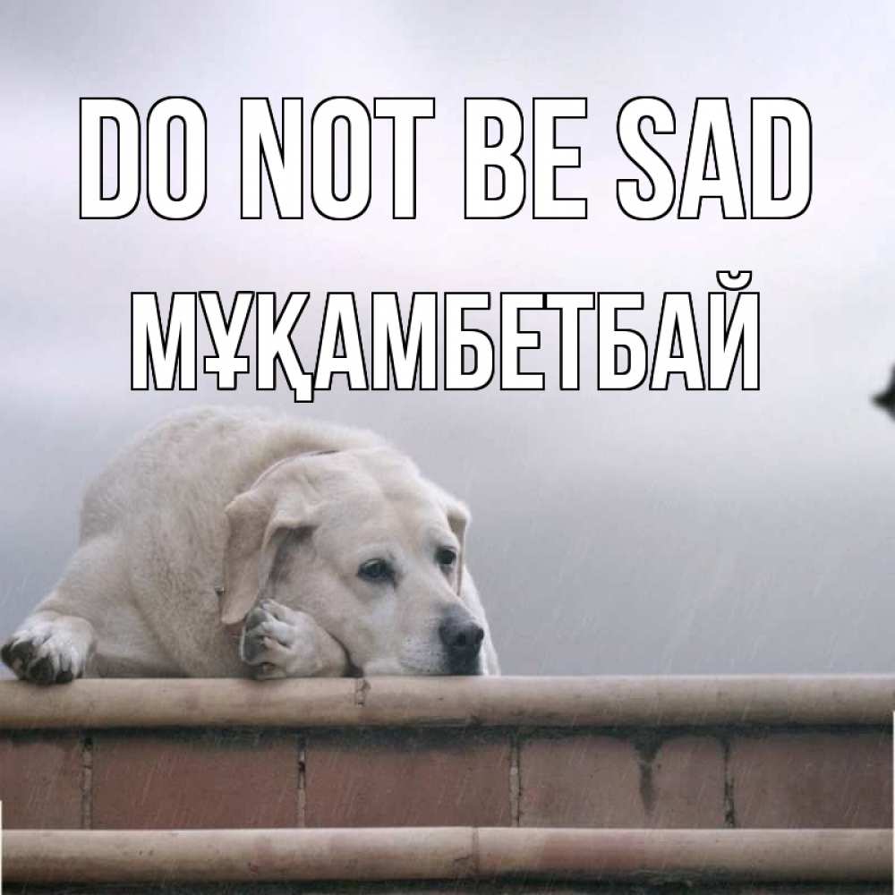Greetings card с именем, Мұқамбетбай Do not be sad белый пес 1 Greetings with text for free download 