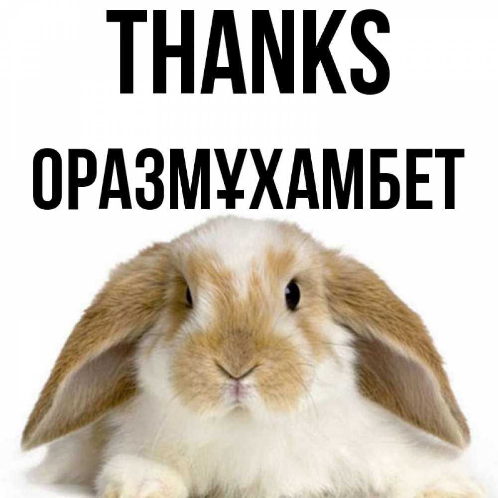 Greetings card с именем, ОРАЗМҰХАМБЕТ Thanks коричнево белый заяц Greetings with text for free download 