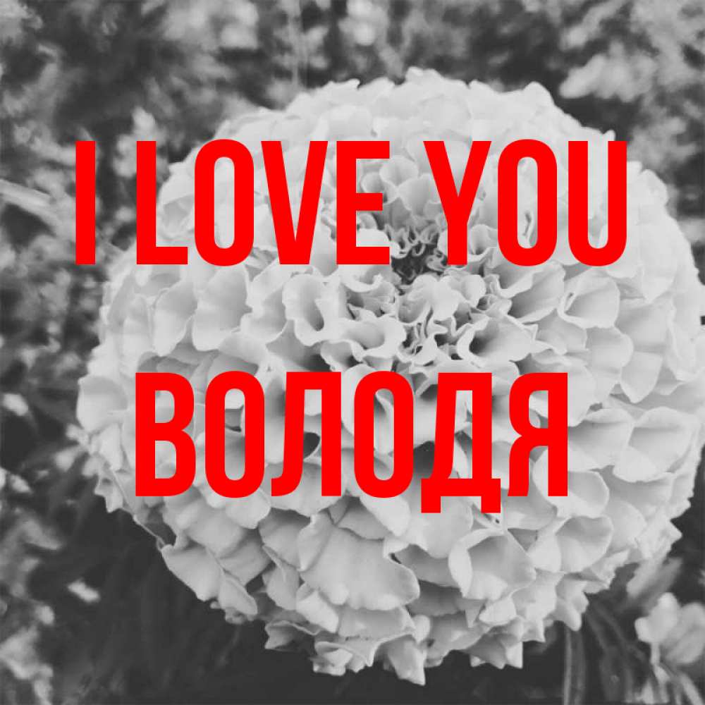Greetings card с именем, Володя I love you подпись Greetings with text for free download 