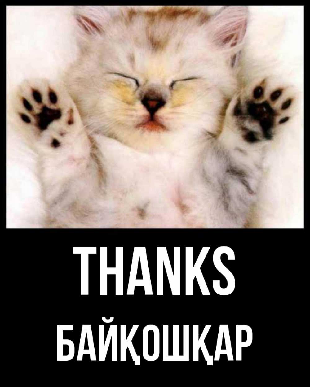 Greetings card с именем, Байқошқар Thanks маленький котенок Greetings with text for free download 
