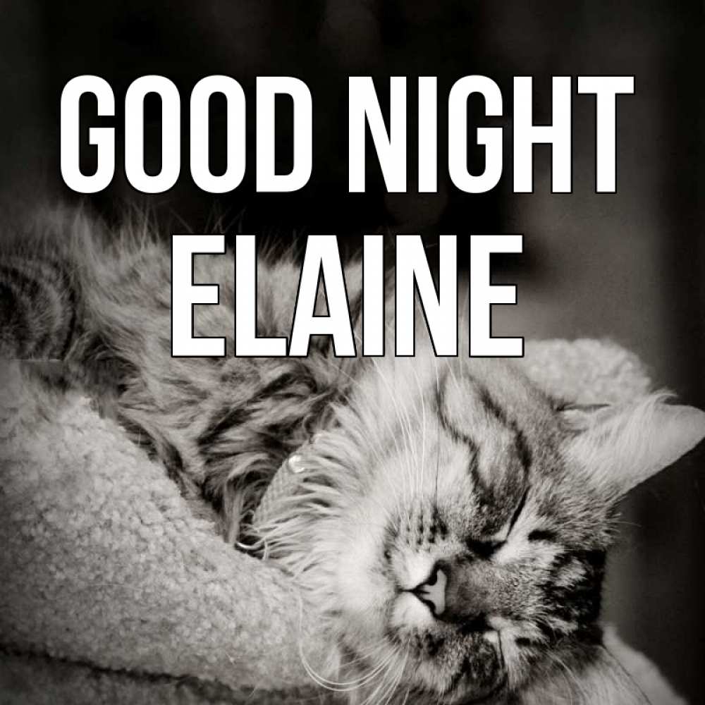 Greetings card с именем, Elaine Good night котярик пушистый Greetings with text for free download 