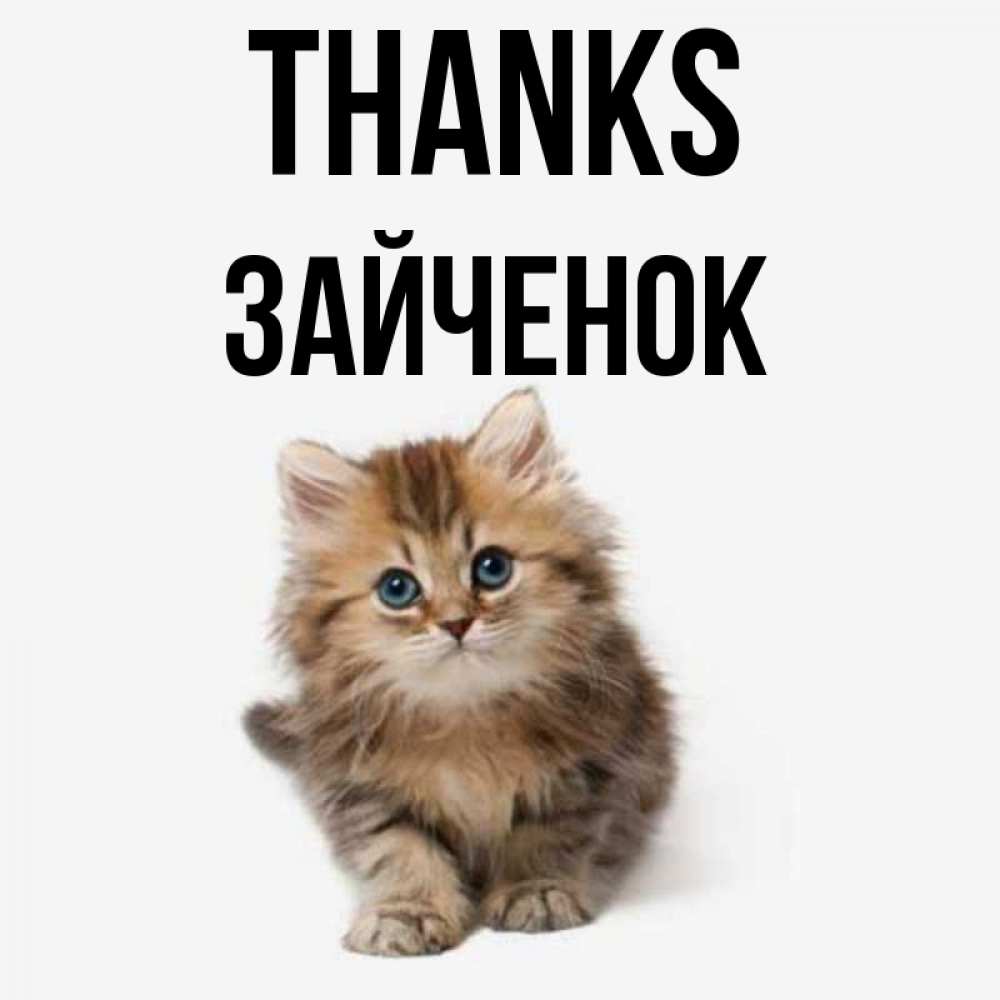 Greetings card с именем, Зайченок Thanks пушистый котик Greetings with text for free download 
