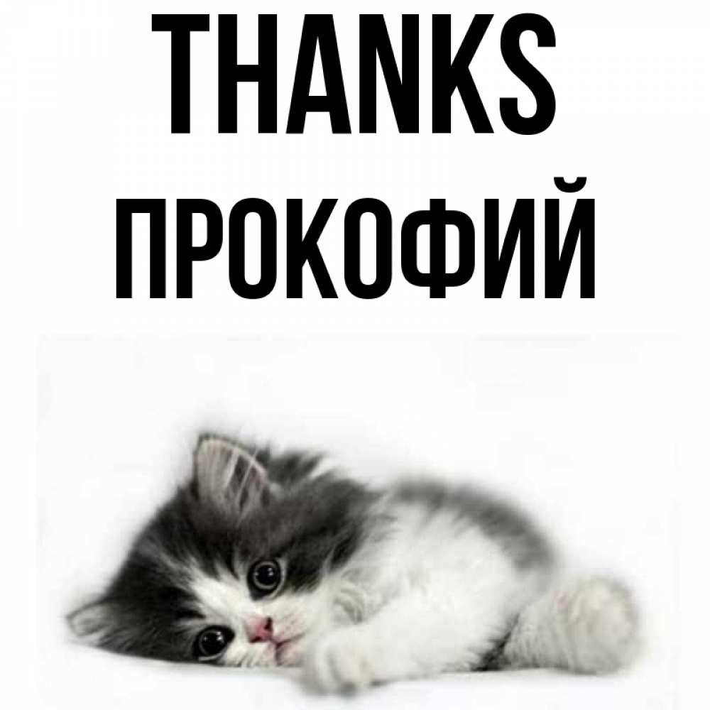 Greetings card с именем, Прокофий Thanks черный и белый кот Greetings with text for free download 