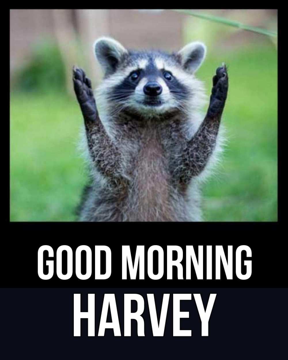 Greetings card с именем, Harvey Good morning хорошее настроение утречком Greetings with text for free download 
