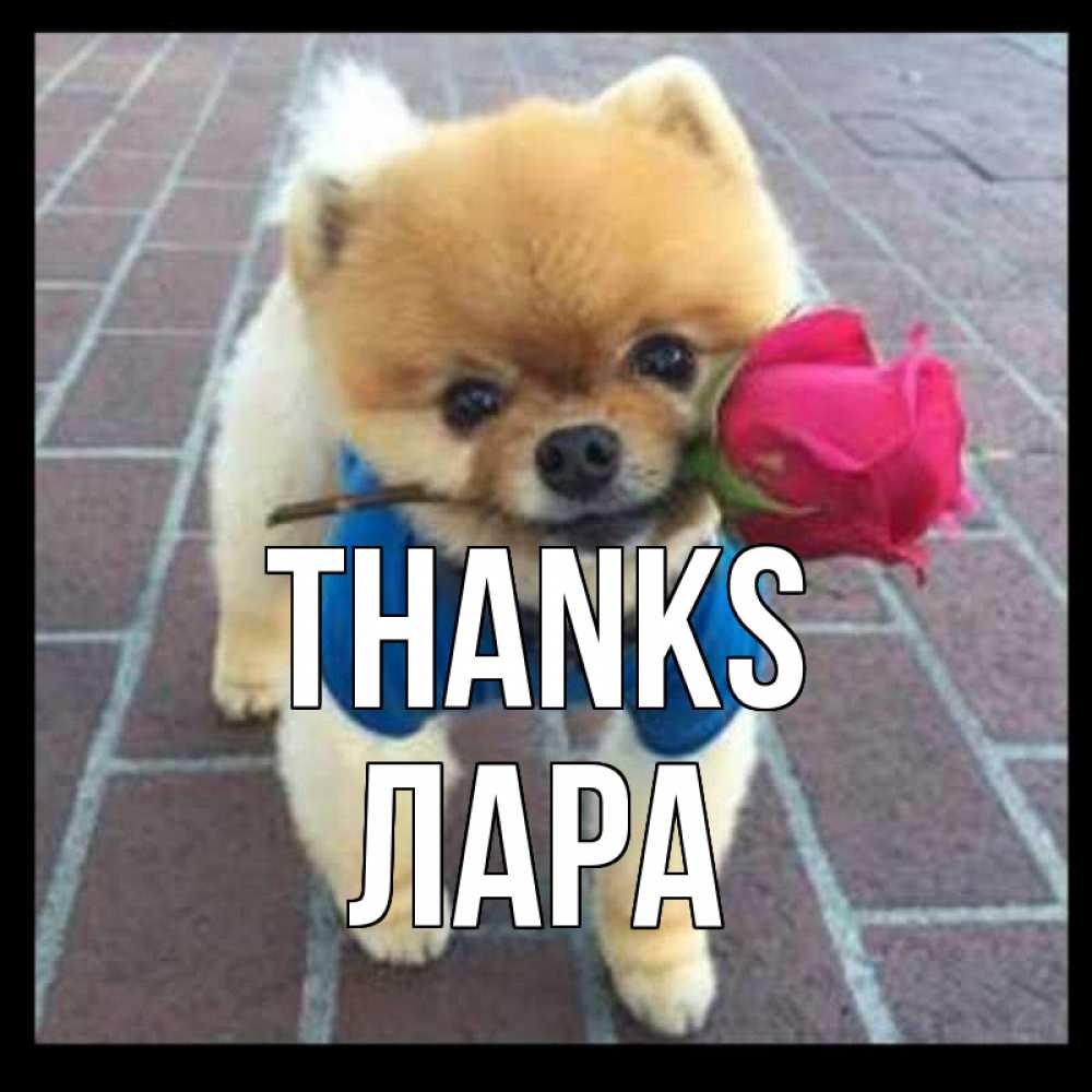 Greetings card с именем, Лара Thanks спасибо и дарю тебе цветок Greetings with text for free download 