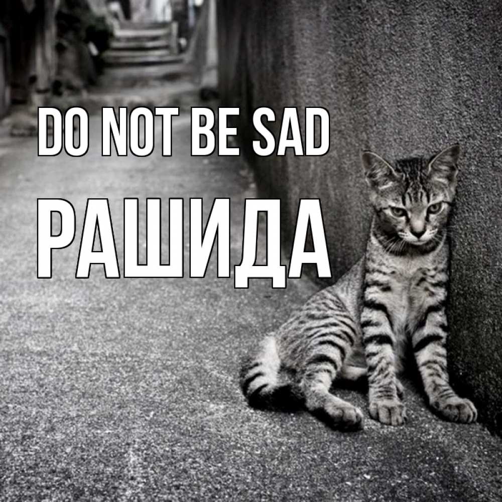 Greetings card с именем, РАШИДА Do not be sad скучающий котик Greetings with text for free download 