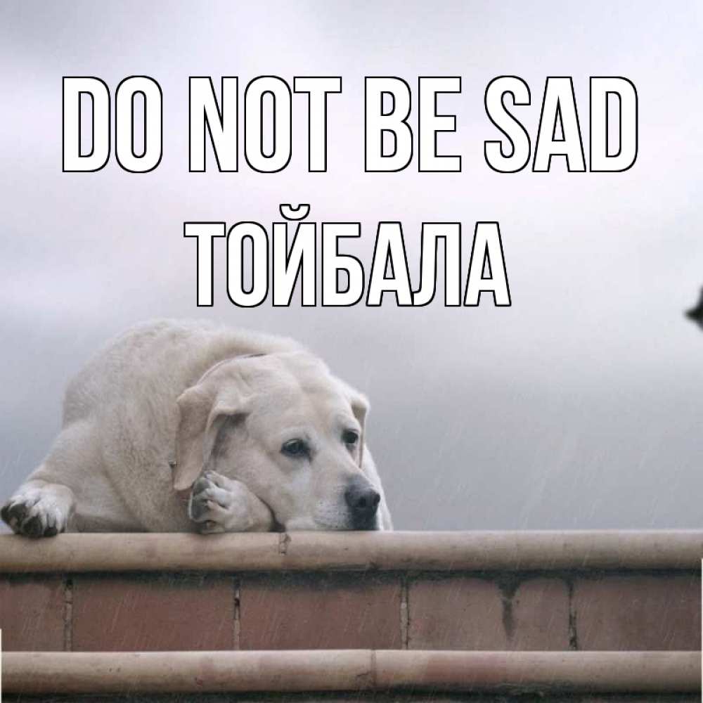 Greetings card с именем, ТОЙБАЛА Do not be sad белый пес 1 Greetings with text for free download 