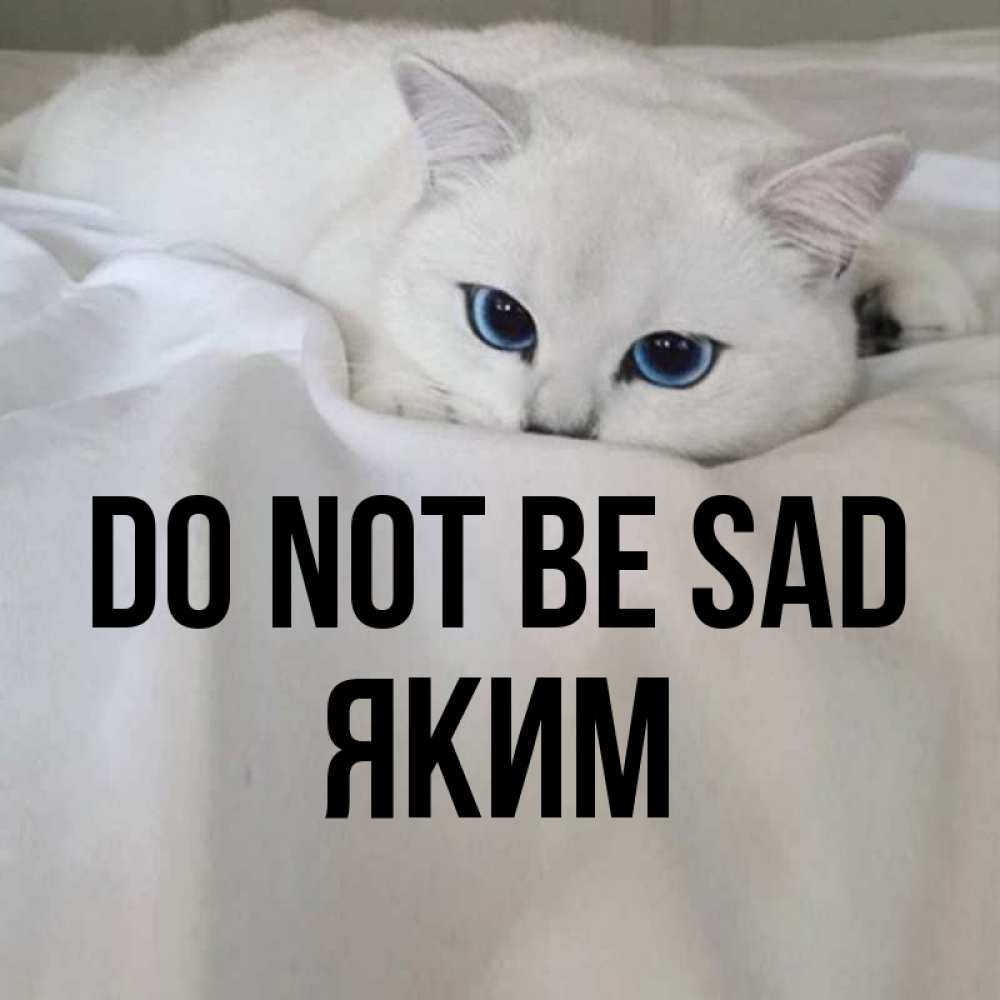 Greetings card с именем, Яким Do not be sad Голубоглазая кошка Greetings with text for free download 