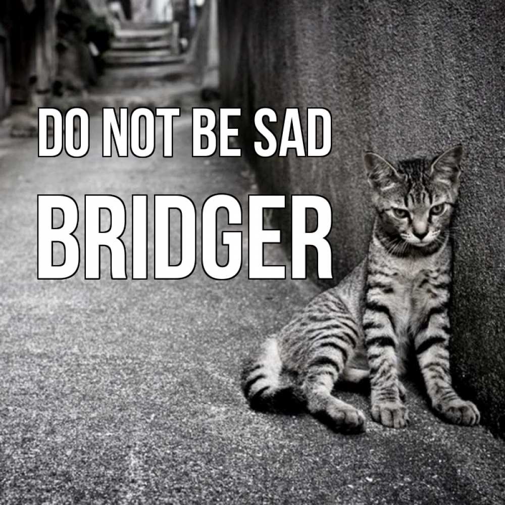Greetings card с именем, Bridger Do not be sad скучающий котик Greetings with text for free download 