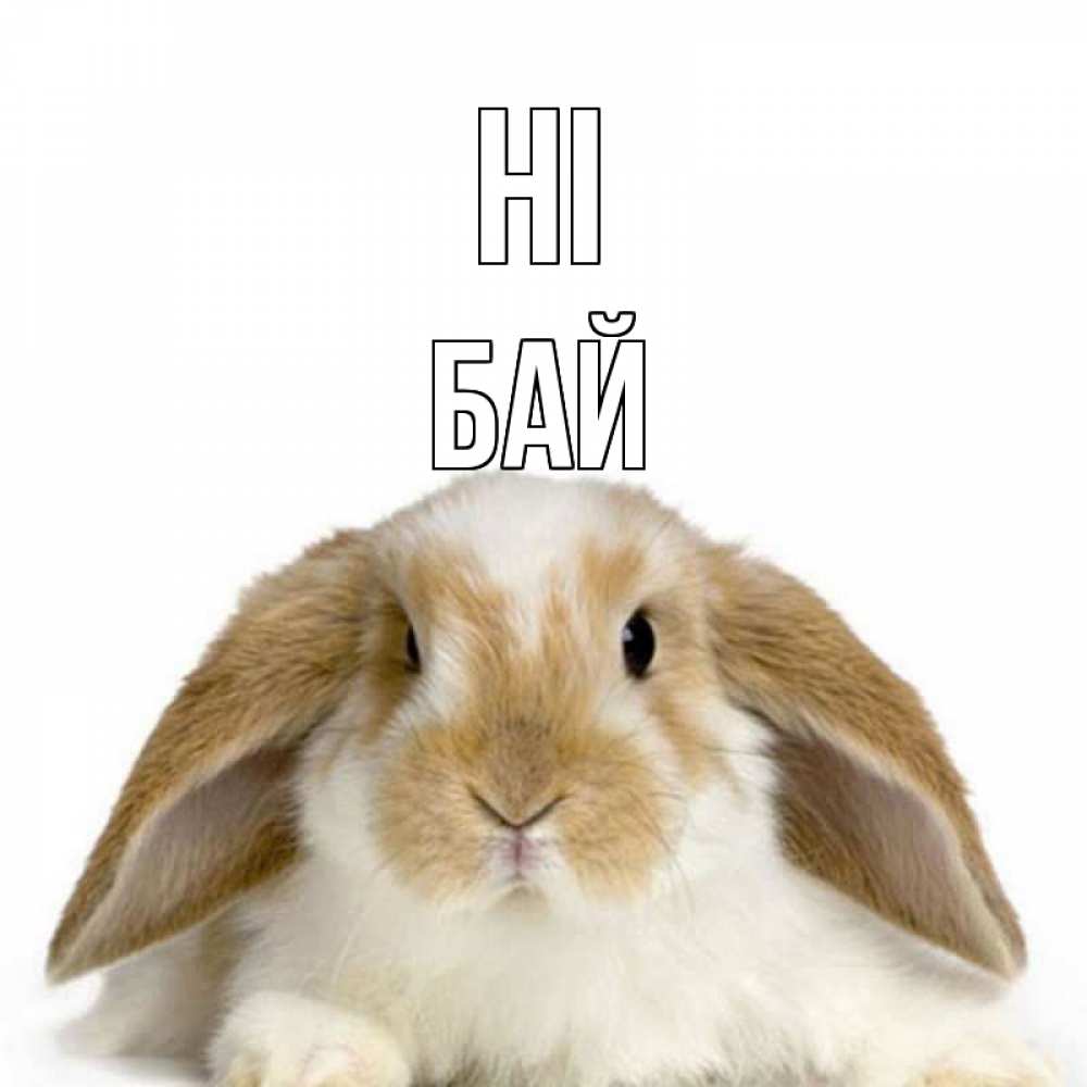 Greetings card с именем, Бай Hi с животными Greetings with text for free download 