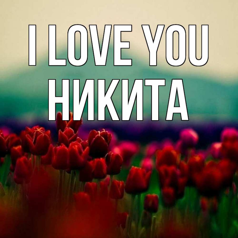 Greetings card с именем, Никита I love you тюльпаны 4 Greetings with text for free download 